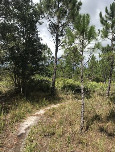 Grass Lined Trail at Bobcat Crossing Loop