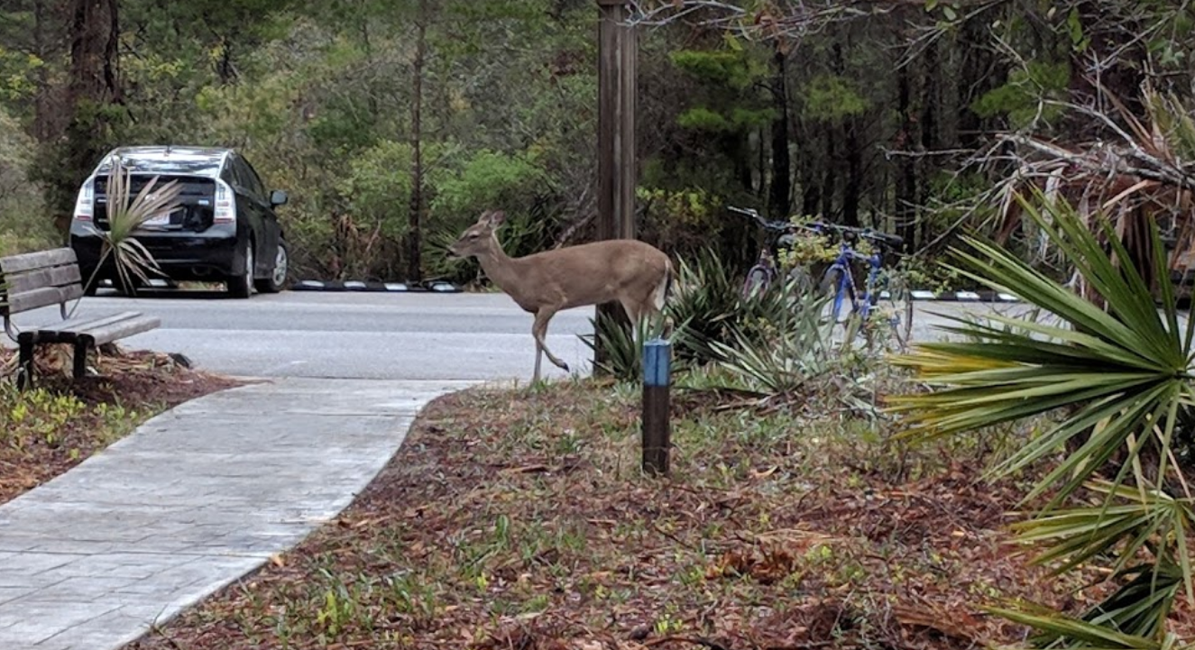 Deer at Grayton Beach State Park