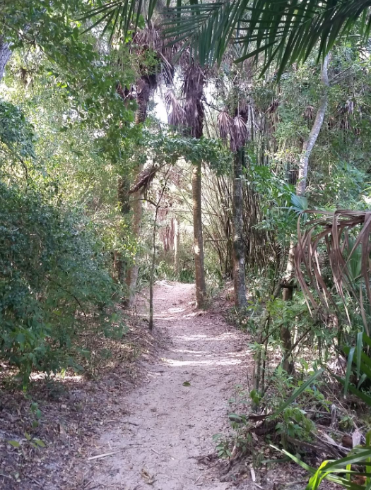 Sandy Path on the Koreshan Nature Trail