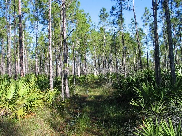 A wet path on the Sabal Palm Hiking Trail