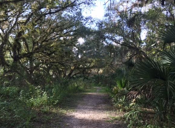 A wide path on the Sleeping Turtle Trail